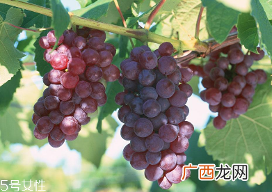 葡萄籽会便秘吗？葡萄籽能缓解便秘