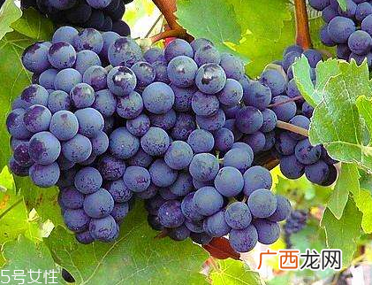 葡萄籽能直接嚼着吃吗?不建议这样吃