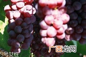 葡萄籽能直接嚼着吃吗?不建议这样吃