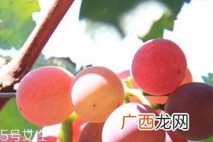葡萄籽能长期服用吗？