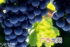 葡萄籽会发胖吗？不会发胖