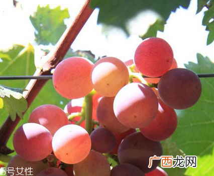 葡萄籽能去黄褐斑吗？有一定效果