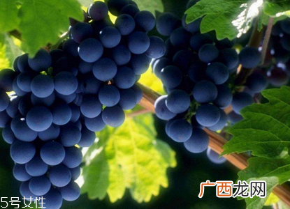 葡萄籽会长痘吗？没有这个情况