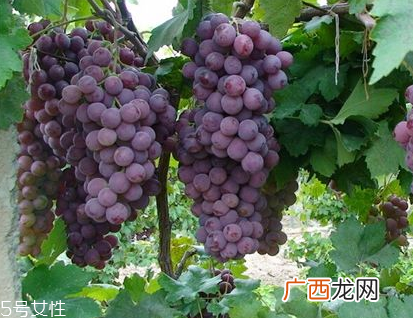 葡萄籽会上火吗？正常是不会的