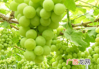 葡萄籽会推迟月经吗？一般不会