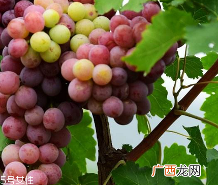 葡萄籽泡水喝有作用吗？美容保健