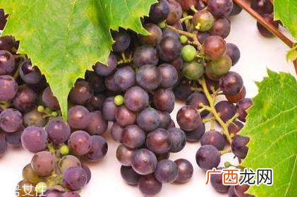 葡萄籽配什么吃效果更佳？