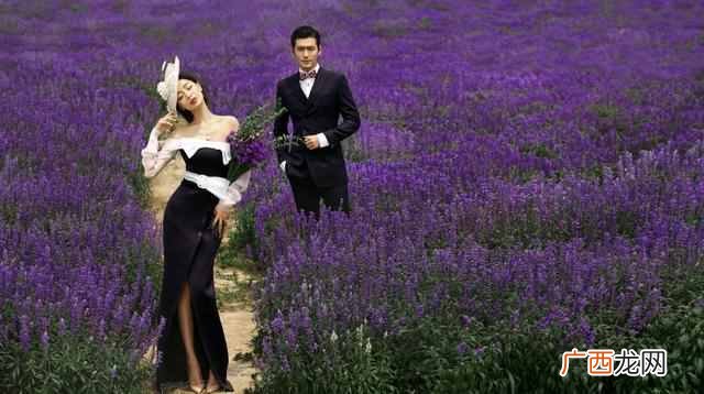 熏衣草的花语是什么？含义有哪些？
