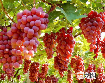 葡萄籽会影响月经吗？吃法正确就不会