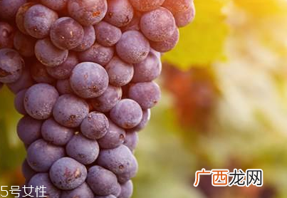 葡萄籽是什么味道?有点涩涩的