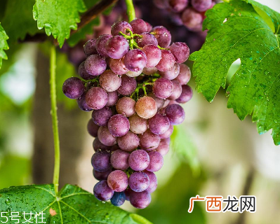 葡萄籽是什么味道?有点涩涩的