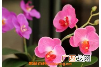 蝴蝶兰怎么养 蝴蝶兰的养殖方法和注意事项
