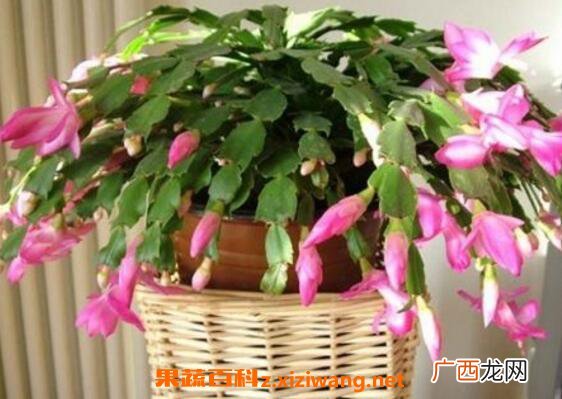 蟹爪兰如何嫁接 蟹爪兰嫁接方法技巧