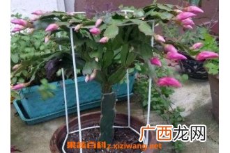 蟹爪兰如何嫁接 蟹爪兰嫁接方法技巧