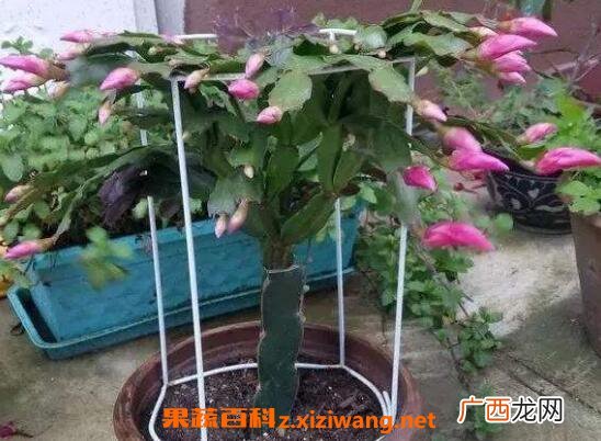 蟹爪兰如何嫁接 蟹爪兰嫁接方法技巧