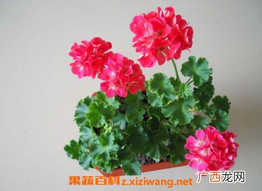 天竺葵怎么养 养殖天竺葵的注意事项