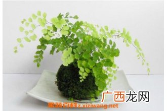 铁线蕨怎么养 铁线蕨的养殖方法和注意事项