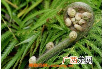 蕨类植物怎么养 蕨类植物的养殖方法和注意事项