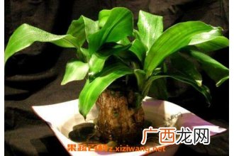 巴西木怎么养 巴西木的养殖方法和注意事项