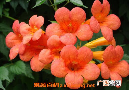 凌霄花的功效与作用 凌霄花的养殖方法