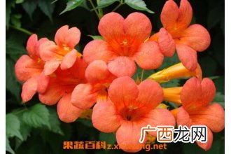 凌霄花的功效与作用 凌霄花的养殖方法