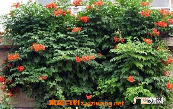 凌霄花的功效与作用 凌霄花的养殖方法