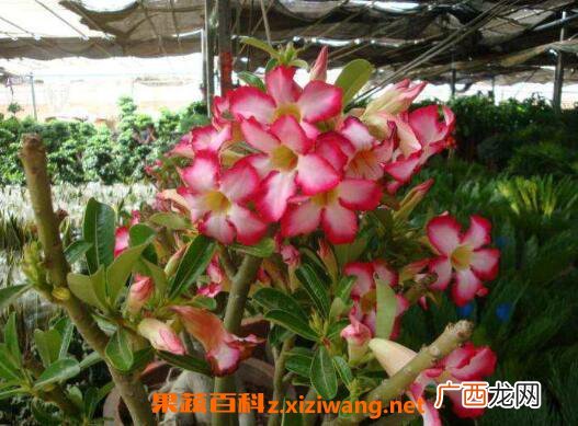 沙漠玫瑰的修剪方法图 沙漠玫瑰修剪注意事项