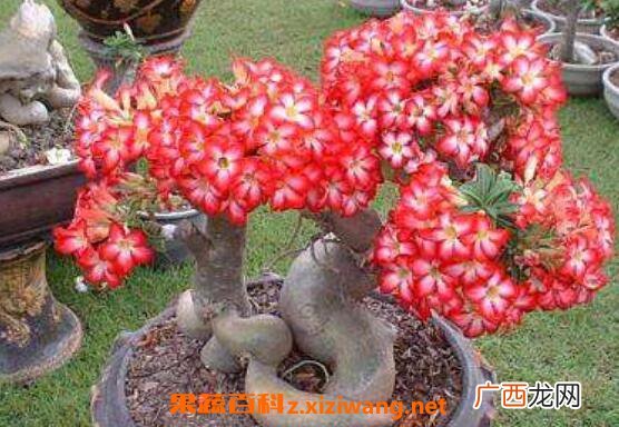 沙漠玫瑰怎么养 沙漠玫瑰的养殖方法