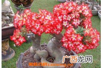 沙漠玫瑰怎么养 沙漠玫瑰的养殖方法