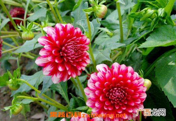 大丽花的养殖方法 大丽花养殖的注意事项