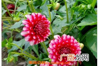 大丽花的养殖方法 大丽花养殖的注意事项