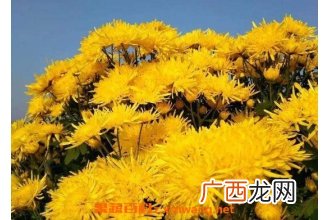 金丝皇菊对女性的好处 哪些人不能喝金丝皇菊