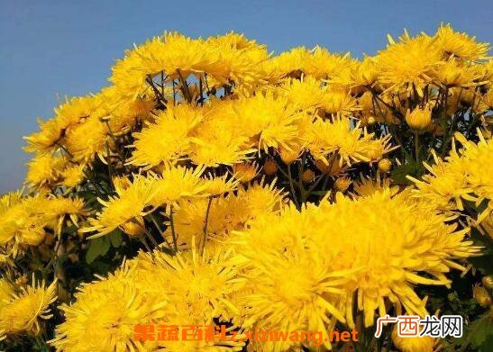 金丝皇菊对女性的好处 哪些人不能喝金丝皇菊
