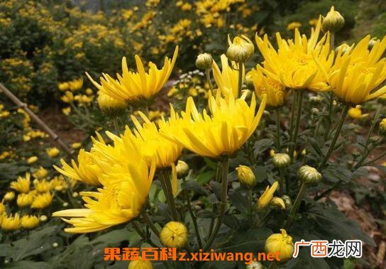金丝皇菊对女性的好处 哪些人不能喝金丝皇菊