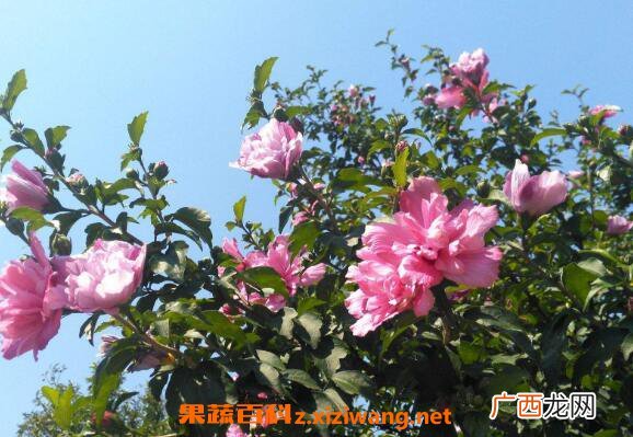 木槿花的功效与作用 木槿花怎么吃