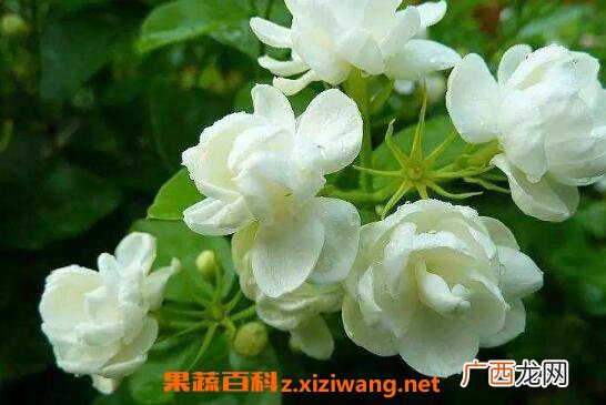 茉莉花怎么养 茉莉花的养殖方法及注意事项