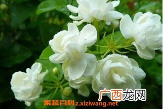 茉莉花怎么养 茉莉花的养殖方法及注意事项