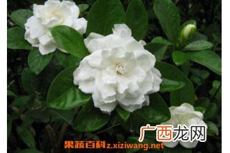 栀子花怎么养 栀子花的养殖方法和注意事项