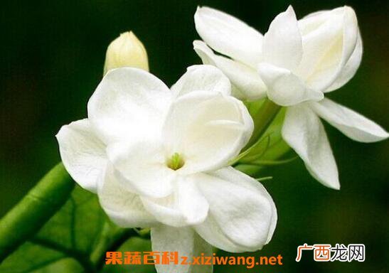 栀子花怎么养 栀子花的养殖方法和注意事项