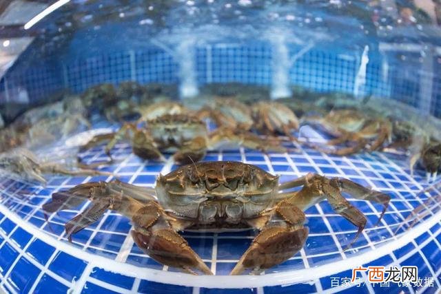 养殖种什么草最好 扣蟹养殖种什么草