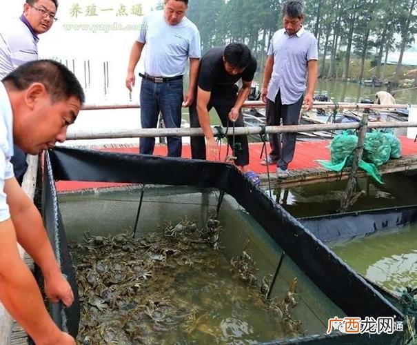 养殖种什么草最好 扣蟹养殖种什么草