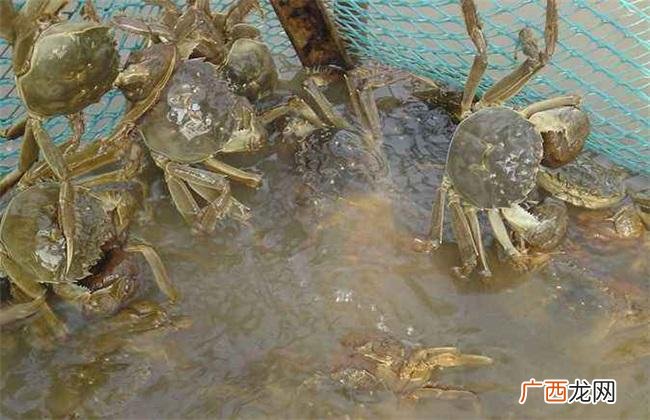 扣蟹开始投饵量 扣蟹养殖种伊乐藻