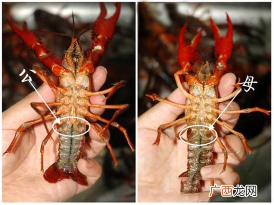 养殖龙虾 龙虾养殖法