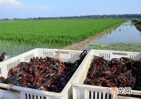 养殖龙虾 龙虾养殖法