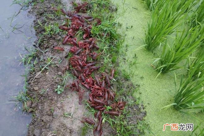 龙虾养殖利润 龙虾养殖证有补助吗