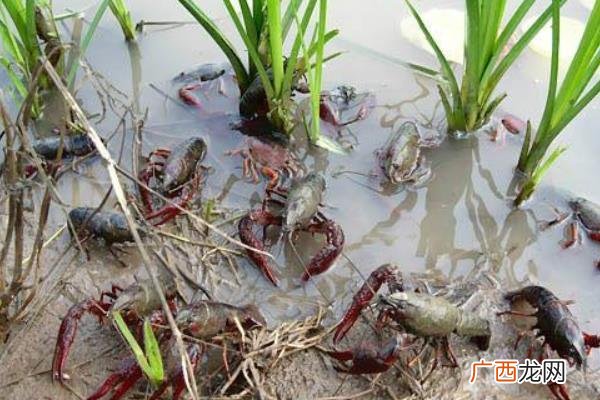 龙虾养殖利润 龙虾养殖证有补助吗