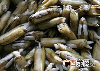 轮叶黑藻冬天可以种吗 轮虫养殖遇到绿藻