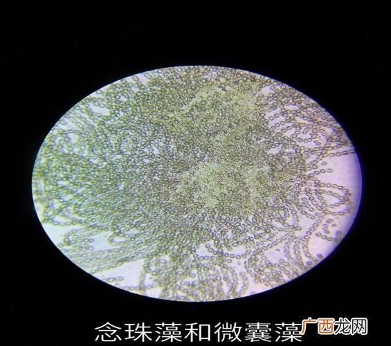 轮叶黑藻冬天可以种吗 轮虫养殖遇到绿藻