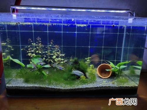 轮叶黑藻冬天可以种吗 轮虫养殖遇到绿藻