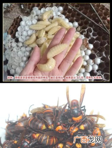 马蜂可以人工养殖吗 马蜂养殖喂什么